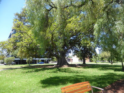 ADELAIDE CENTRAL APARTMENT - 3BR, 2BATH & CARPARK - Accommodation Rockhampton 30