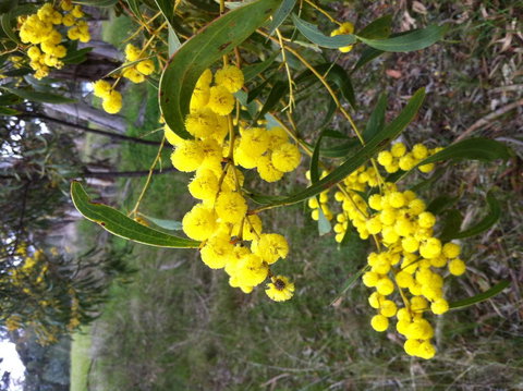 Clare Valley Cabins - Accommodation Rockhampton 31