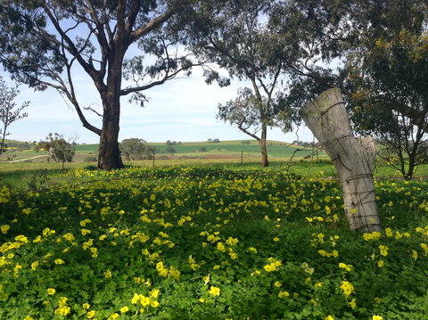 Clare Valley Cabins - Accommodation Rockhampton 14