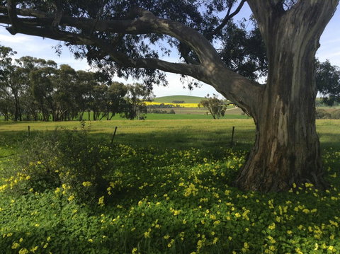 Clare Valley Cabins - Accommodation Rockhampton 1