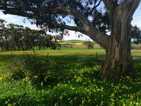 Clare Valley Cabins - Accommodation Rockhampton 21