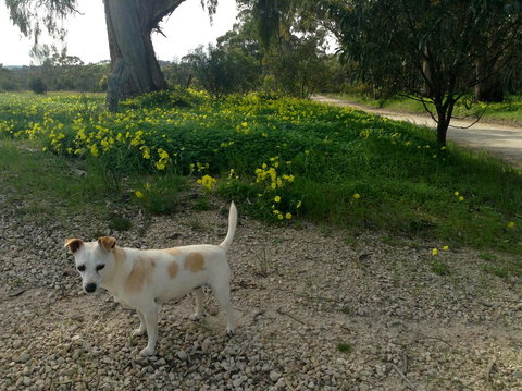 Clare Valley Cabins - Accommodation Rockhampton 12