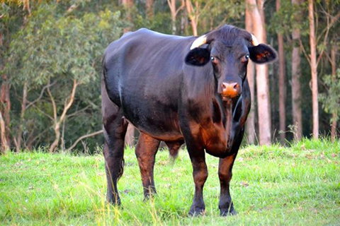 SummerHills Retreat Byron Bay - Accommodation Rockhampton 38