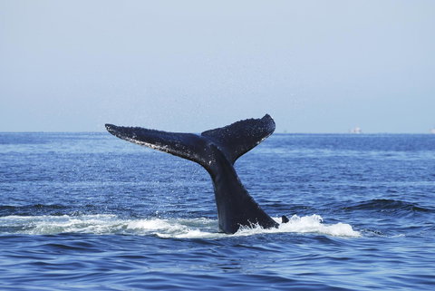 SummerHills Retreat Byron Bay - Accommodation Rockhampton 30