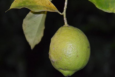 SummerHills Retreat Byron Bay - Accommodation Rockhampton 34