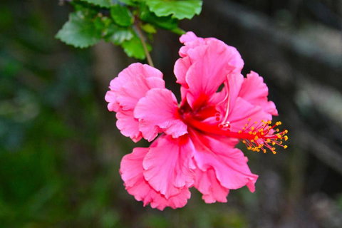 SummerHills Retreat Byron Bay - Accommodation Rockhampton 35