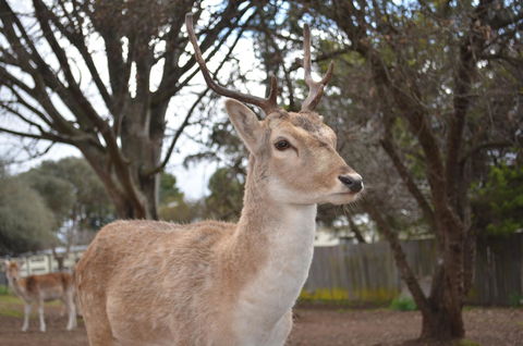 Deer Park Motor Inn Armidale - Accommodation Rockhampton 22