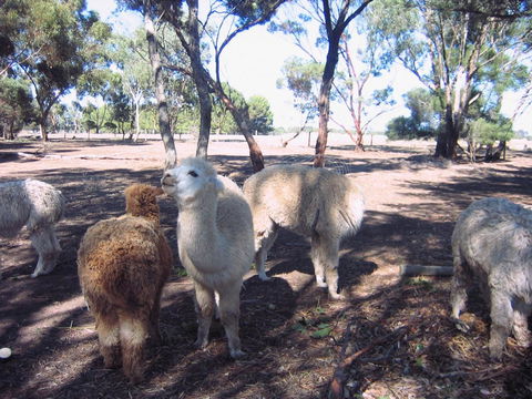 Linger Longer Vineyard - Accommodation Rockhampton 20