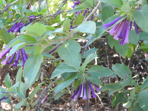 A Secret Garden - Accommodation Rockhampton 11