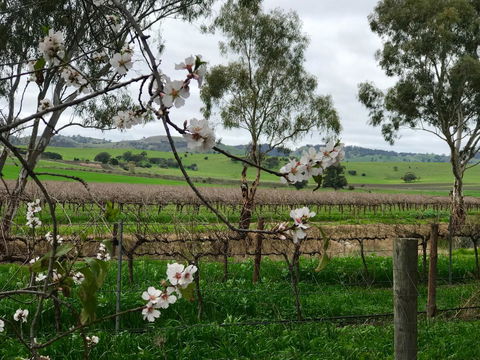 Jasmine\'s Barossa Valley Cottage - Accommodation Rockhampton 20