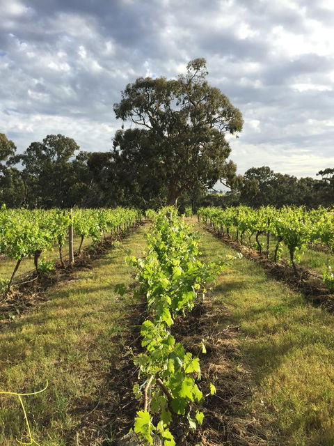 The Winemakers - Accommodation Rockhampton 2