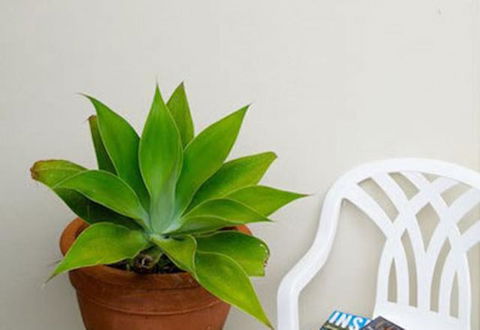 Sea & Soul Beachside Apartments - Accommodation Rockhampton 9