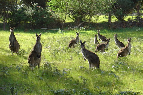 Blue House Denmark - Accommodation Rockhampton 13