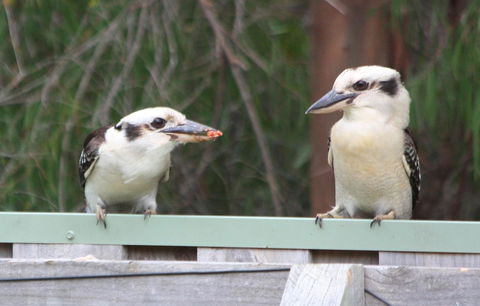 Riverview Tourist Park - Accommodation Rockhampton 27
