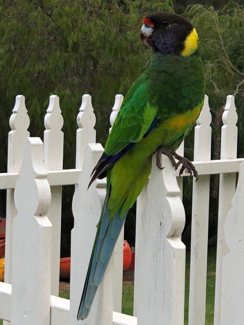 Riverview Tourist Park - Accommodation Rockhampton 20