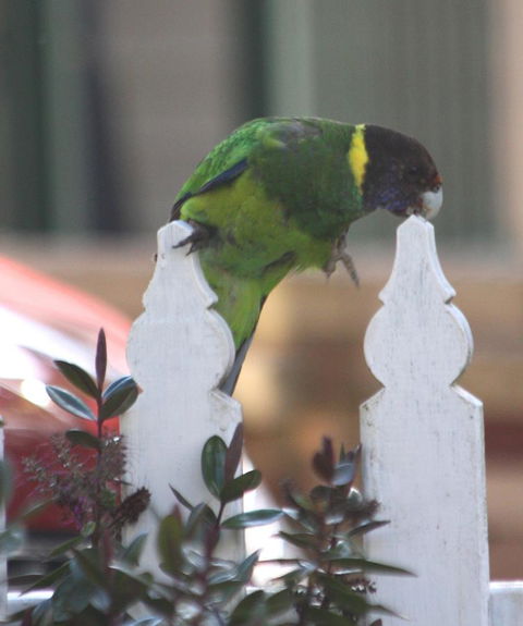 Riverview Tourist Park - Accommodation Rockhampton 35