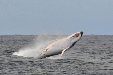 Albany Motel & Apartments - Accommodation Rockhampton 19