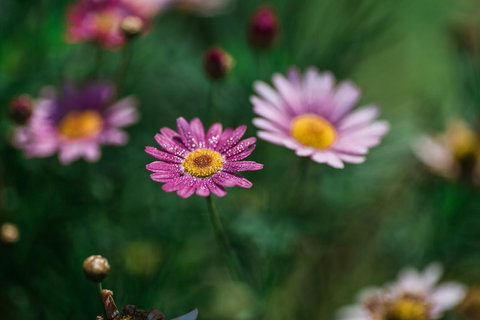 The Floating Forest - Accommodation Rockhampton 29
