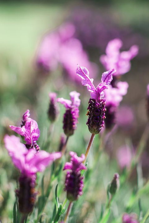 The Floating Forest - Accommodation Rockhampton 31