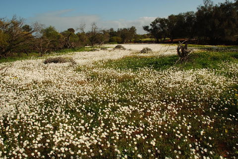 Kalbarri Seafront Villas - Accommodation Rockhampton 35