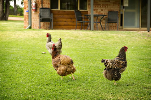 Peppermint Brook Cottages - Accommodation Rockhampton 12