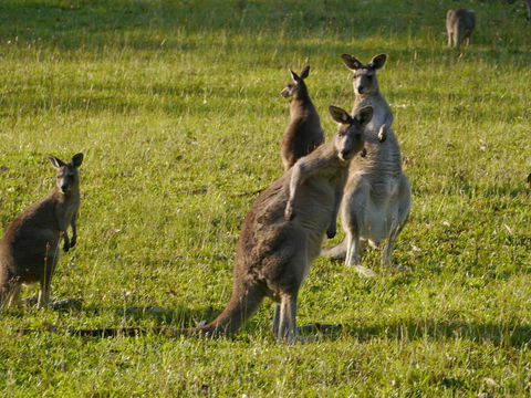 Dungowan Holiday Accommodation - Accommodation Rockhampton 27