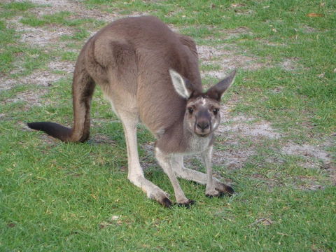 Bella Bali Gardens - Accommodation Rockhampton 39