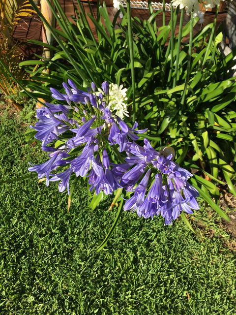 Bella Bali Gardens - Accommodation Rockhampton 21