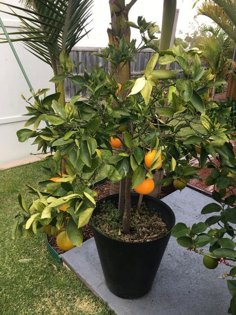 Bella Bali Gardens - Accommodation Rockhampton 24