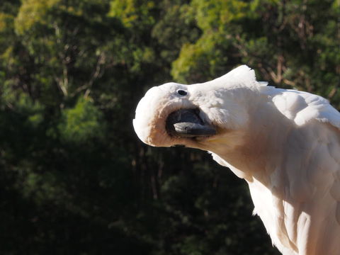 Bundle Hill Cottages - Accommodation Rockhampton 1
