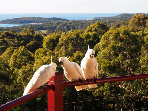Bundle Hill Cottages - Accommodation Rockhampton 2