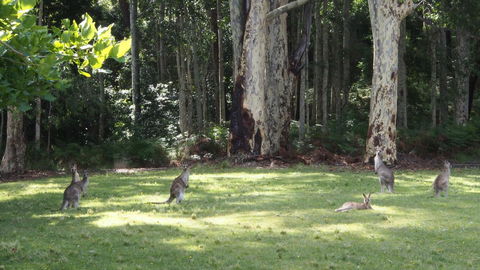 Bundle Hill Cottages - Accommodation Rockhampton 15