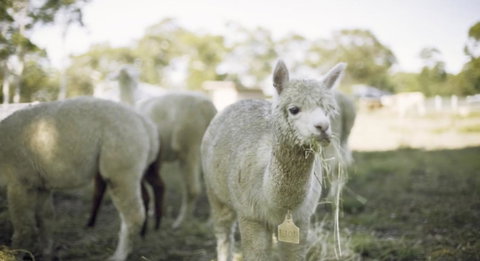 The Woods Farm Jervis Bay - Accommodation Rockhampton 12