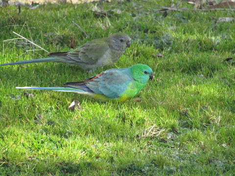 Allonville Gardens Motel - Accommodation Rockhampton 35