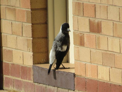 Allonville Gardens Motel - Accommodation Rockhampton 34