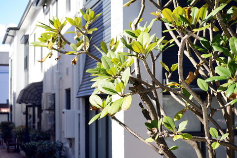 Avoca Randwick By Sydney Lodges - Accommodation Rockhampton 34
