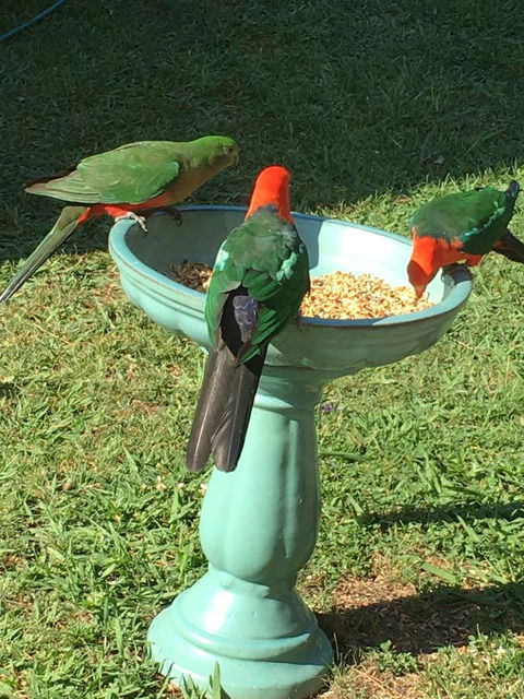 The Best Exotic Magnolia Cottage - Accommodation Rockhampton 10