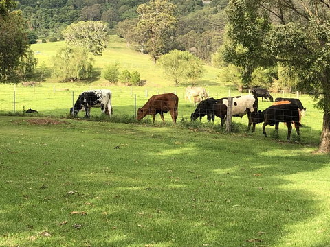 Arcadia - The Barn Cottage & Rosehill Cottage - Accommodation Rockhampton 26