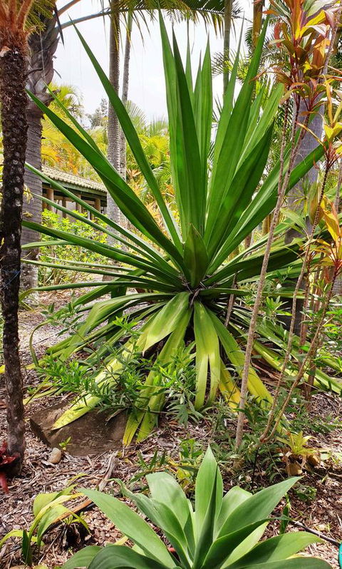 Ballina Beach Resort - Accommodation Rockhampton 35