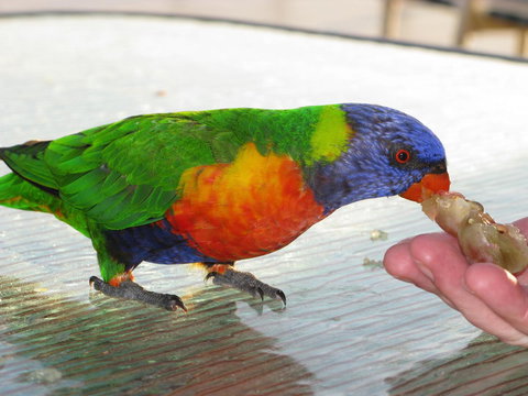 Baywatch Apartments Merimbula - Accommodation Rockhampton 22