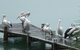 Pelican H2O One & Two Bedroom Apartments - thumb 6