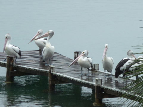 Pelican H2O One & Two Bedroom Apartments - Accommodation Rockhampton 6