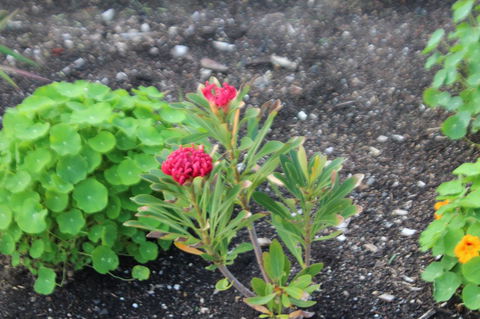 Red Waratah - Accommodation Rockhampton 12