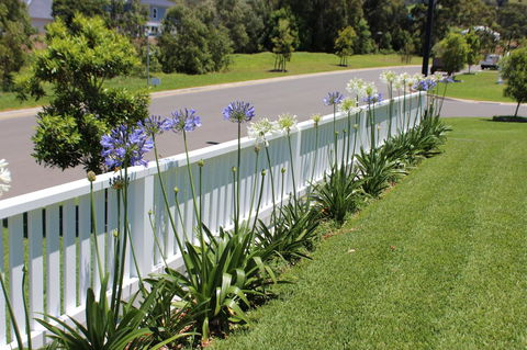 Red Waratah - Accommodation Rockhampton 2