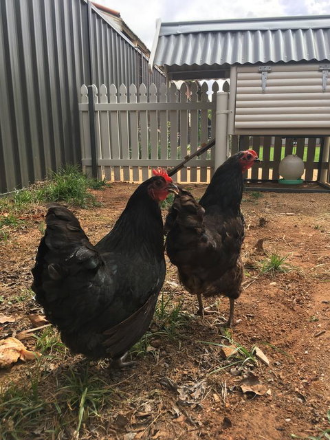 Thelma's Temora - Accommodation Rockhampton 13