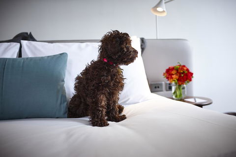 Hotel Indigo Sydney Potts Point, An IHG Hotel - Accommodation Rockhampton 28