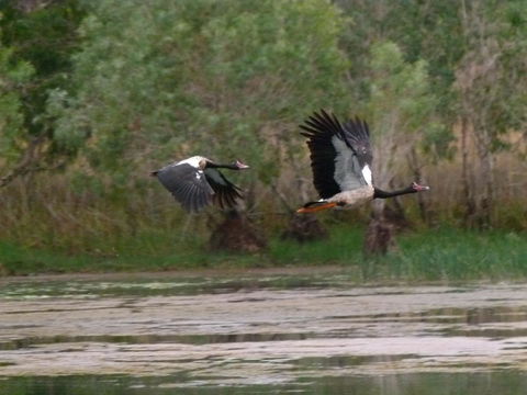 Mercure Kakadu Crocodile - Accommodation Rockhampton 31
