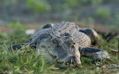 Wildman Wilderness Lodge - Accommodation Rockhampton 24
