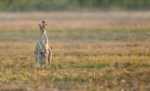 Wildman Wilderness Lodge - Accommodation Rockhampton 25