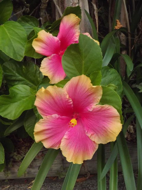 Golden Sands Motor Inn - Accommodation Rockhampton 28